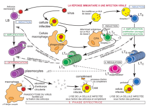 virus LB cellule infectée LT8 L T4 LTA LTC plasmocytes - Jpb