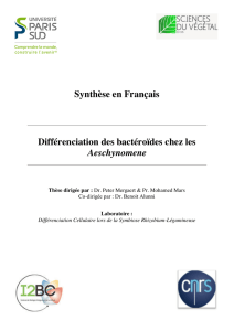 Synthèse en Français Différenciation des bactéroïdes chez les