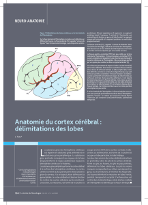 Anatomie du cortex cérébral : délimitations des lobes