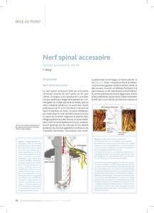 Nerf spinal accessoire
