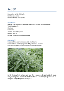 Salvia officinalis Famille : Lamiacées Parties utilisées : les feuilles