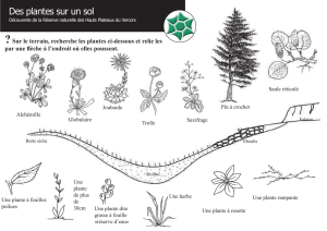 Des plantes sur un sol - Parc Naturel Régional du Vercors