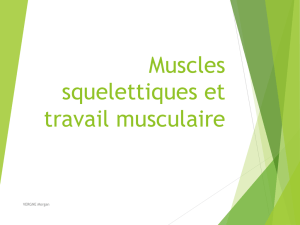 Muscles et travail musculaire