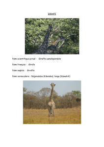 Girafes - Mikembo Mukini