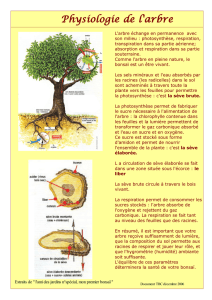 Physiologie de l`arbre