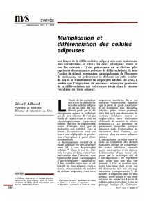 Multiplication et différenciation des cellules adipeuses - iPubli