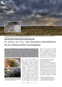 Restauration écologique en plaine de Crau / Insectes n° 168