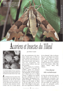 Acariens et Insectes du Tilleul