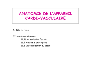 anatomie de l`appareil cardi-vasculaire