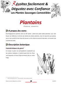 Plantains - Gourmandises Sauvages
