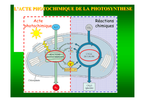 l`acte photochimique de la photosynthese