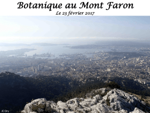 botanique au Mont Faron le 23 février 2017