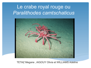 Le crabe royal rouge ou Paralithodes camtschaticus