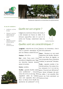Paulownia - Ville de Nieppe