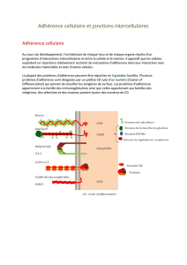 Adhérence cellulaire et jonctions intercellulaires