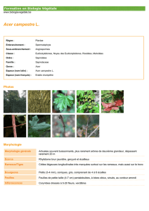 Acer campestre L. - Biologie végétale