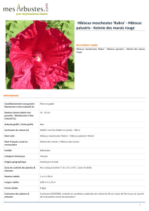 Hibiscus moscheutos `Rubra` - Hibiscus palustris