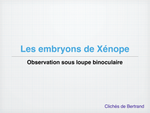 Les embryons de Xénope Observation sous loupe binoculaire