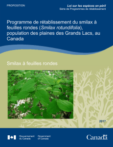 Smilax à feuilles rondes (Smilax rotundifolia)