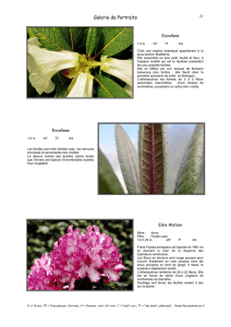 Photos et descriptions de 6 rhododendrons.