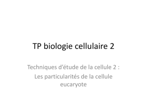 TP biologie cellulaire 2 - bcpst-svt-parc