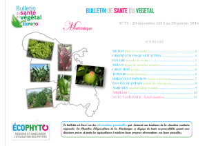 bulletin de sante du vegetal - Chambre d`Agriculture de Martinique