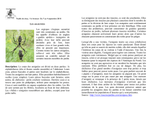 Argiope aurantia - Ferme Cadet Roussel