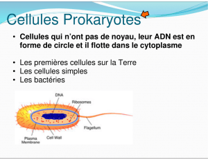 Cellules Prokaryotes - hrsbstaff.ednet.ns.ca