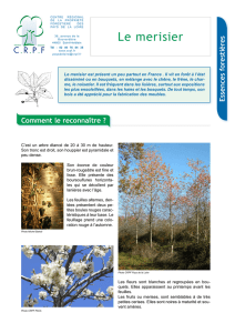 Le merisier - CRPF Pays de la Loire
