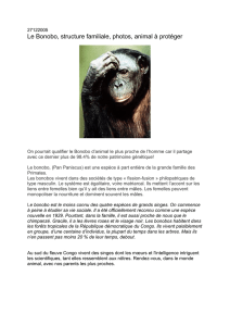 Le Bonobo, structure familiale, photos, animal à protéger