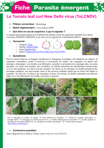 Le Tomato leaf curl New Delhi virus (ToLCNDV)