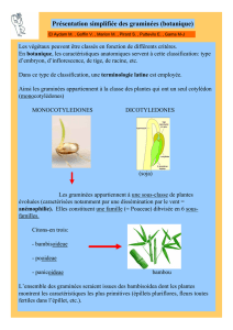 Présentation simplifiée des graminées (botanique)