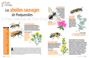 Les abeilles sauvages de Porquerolles #1 - Parc national de Port-Cros