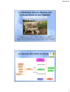 La Génétique Génétique dans la réponse des ovins au stress et aux