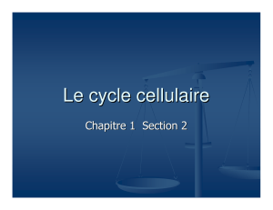 Le cycle cellulaire
