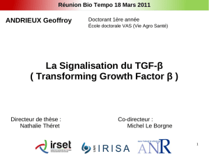 La Signalisation du TGF-β ( Transforming Growth Factor