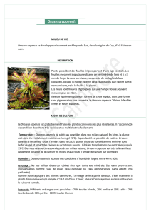 Drosera capensis - Le Site Carnivore