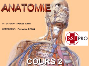anatomie-2015-cours