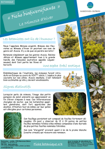 CPIE MO - Fiche biodiversifiante n°27_Le Mimosa