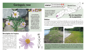 Coréopsis rose - Species at Risk