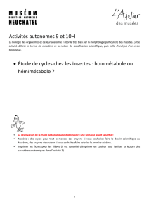 Activités autonomes 9 et 10H • Étude de cycles chez les insectes