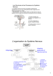 L`organisation du Système Nerveux