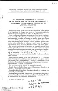 Anopheles (Neomyzomyia) hamoni n. sp.