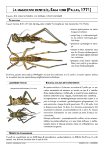 fiche insecte.indd