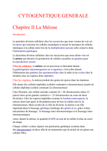 CYTOGENETIQUE GENERALE Chapitre II La Méiose