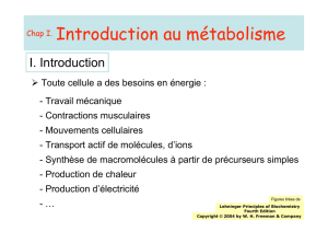 Introduction au métabolisme