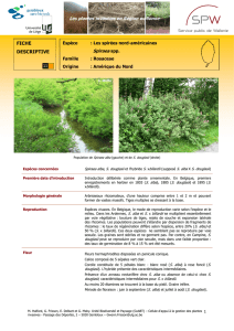 FICHE DESCRIPTIVE Spiraea spp. Les plantes - ORBi