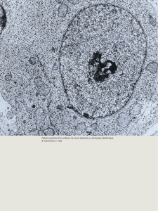 Cellule ovarienne d`un embryon de souris observée au microscope
