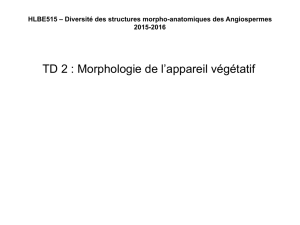 TD 2 : Morphologie de l`appareil végétatif