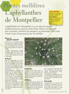 L`aphyllanthes de Montpellier